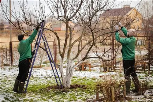 Verhoog de opbrengst van appelbomen