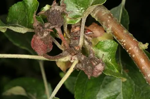 De bloesems van de appelboom verdrogen