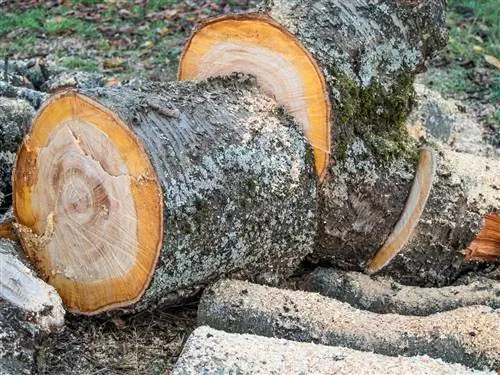 Felling an apple tree: Is it allowed and what rules apply?