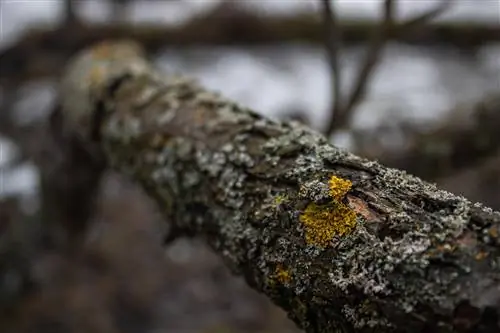 Yellow spots on the apple tree trunk: what's behind them?