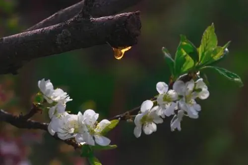 cây táo chảy máu