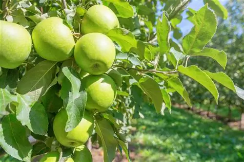 apple tree-green apples