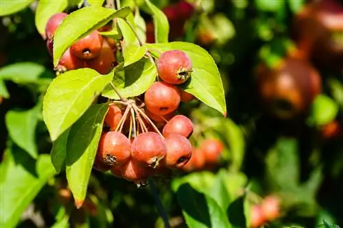 Waar komen appelbomen vandaan en hoe zijn ze in Europa terechtgekomen?