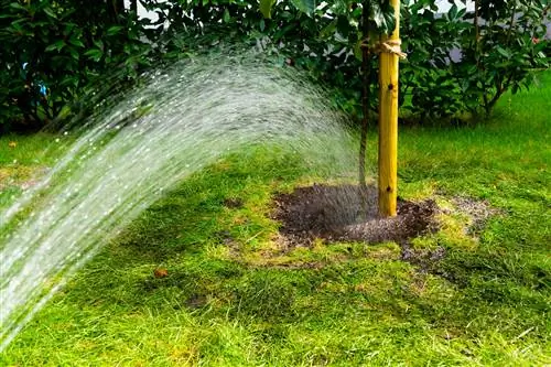 Geef de appelboom correct water: Zo verzorg je hem optimaal