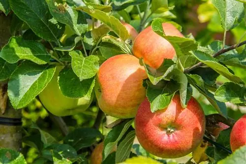 Appelvariëteite wat gereed is om in die somer te oes: ideaal vir die huistuin