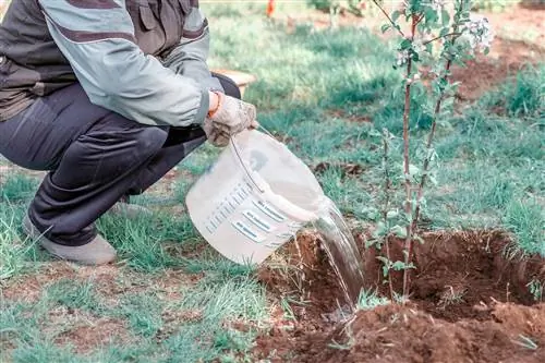 Upandaji wa miti ya apple mnamo Novemba