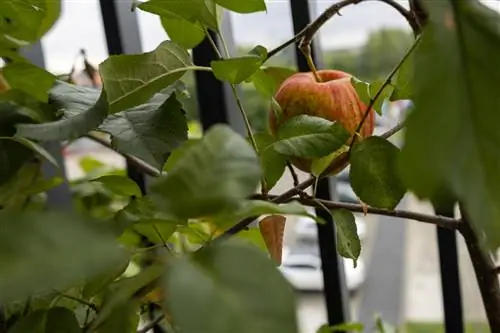 Om die appelboom in die pot nat te maak