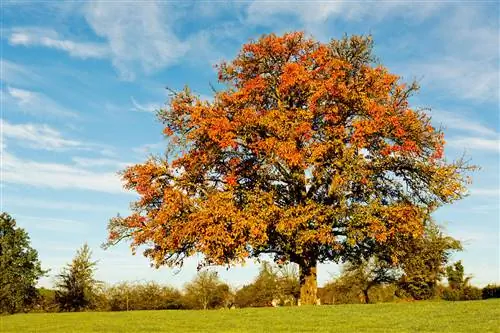 appelboom standaard stamspasie vereiste