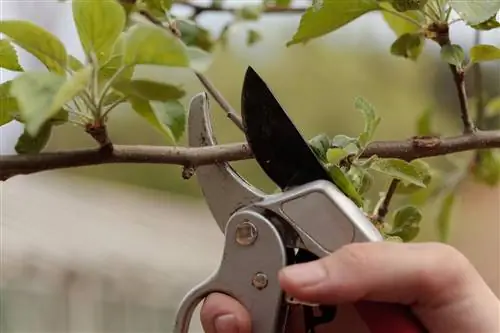 Cutting an apple tree in a pot