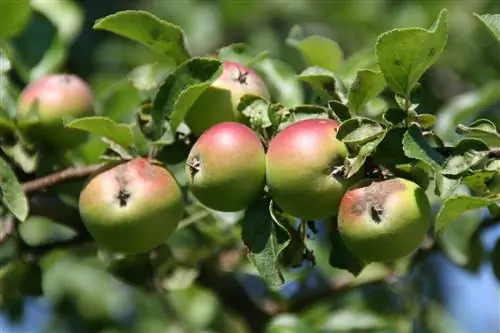 Apple tree June fall: causes, solutions and prevention