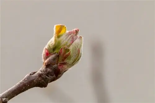 Apple tree buds: How to recognize flower and leaf buds