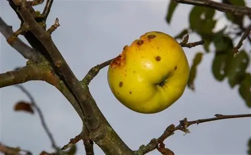 apple tree-no-leaves