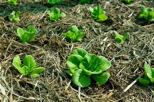 Cendawan serbuk pada salad: apa yang perlu dilakukan dan bagaimana untuk mencegahnya?