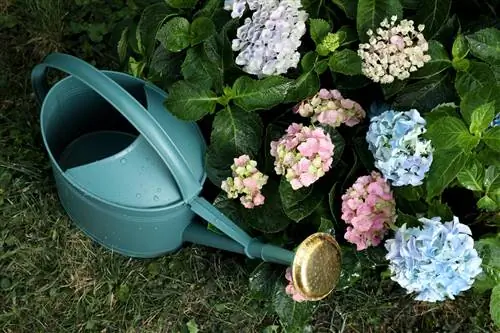 levadura-como-fertilizante-para-hortensias