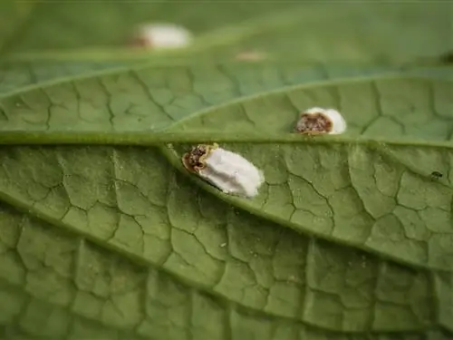 Pemulihan rumah untuk hidrangea mealybug