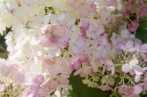 hortensia-kõigepe alt valge-siis-roosa