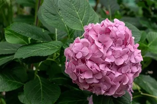 Hydrangea mana yang lebih baik: Diva Fiore atau Endless Summer?