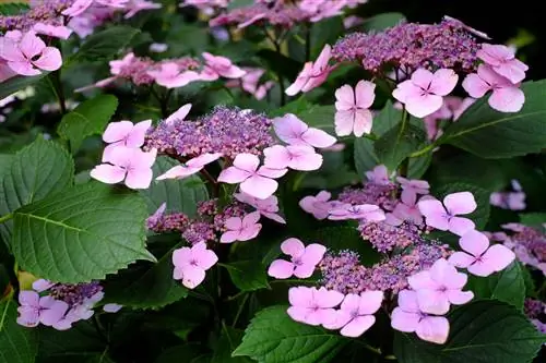 Hydrangea zilizo na maua bapa: jinsi ya kuwatunza?