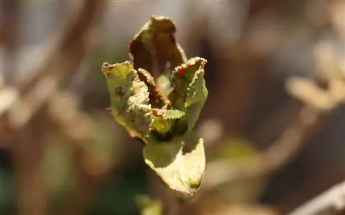 hortensia-flores-marrones-después-de-las-heladas