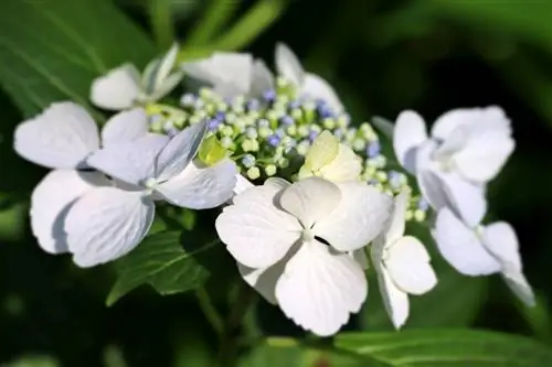 hortensias-pequeñas-flores