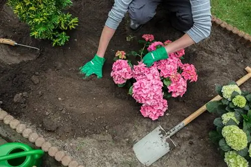 Implementa la hortensia Endless Summer: Así es como hacerlo suavemente