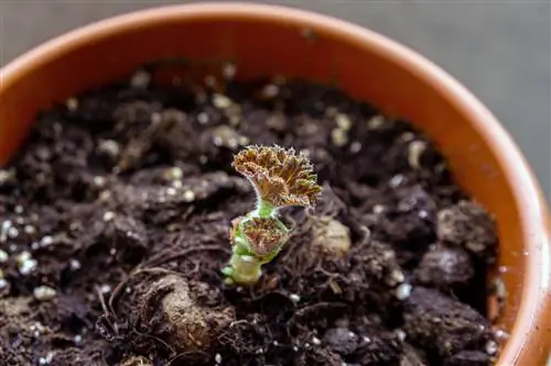 Suksesvolle groei van knolbegonias: wenke en truuks