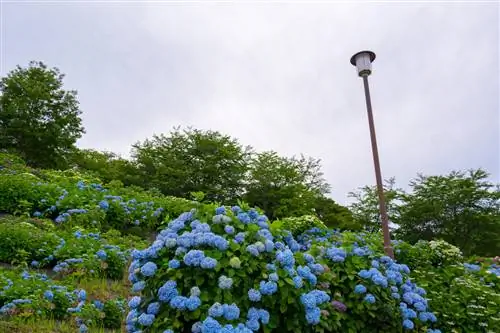 hortensia ubicación ventosa