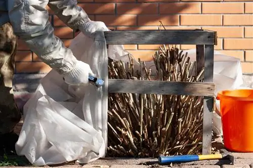 Emballer les hortensias : Comment protéger la plante en hiver