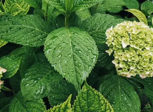 feuilles d'hortensia