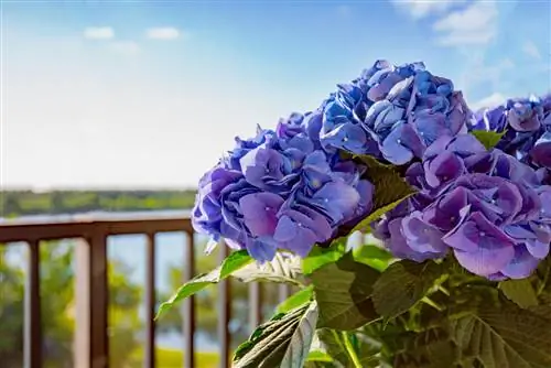 hydrangea-iliyozoea-jua-jua