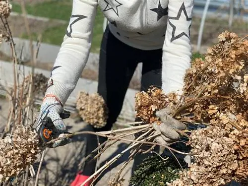 Tynnende hortensiaer: Hvordan fremme vekst og helse