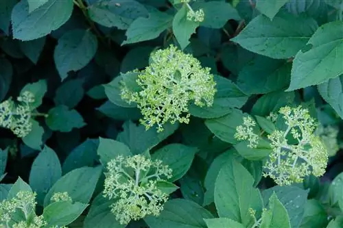 hydrangea ფოთლები შეჭამეს