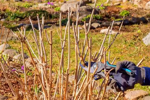 Hortensia Prantsuse Bolero: Lõika lopsakaks kasvuks