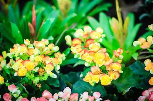 tuberous begonias - ፀሐያማ ቦታ