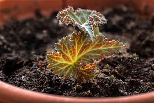 Knolbegonia's groeien niet