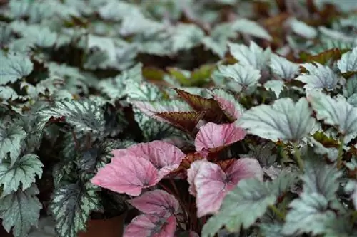 Begonia berubi tidak mekar