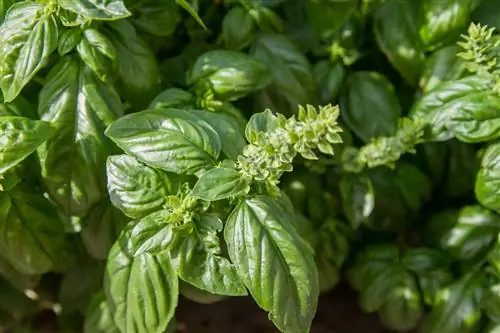 Cortar las flores de albahaca