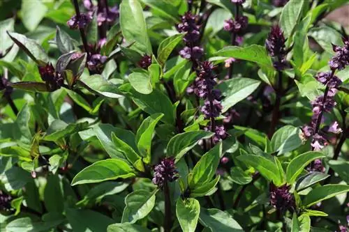 Basil: Similar plants and suitable bed neighbors