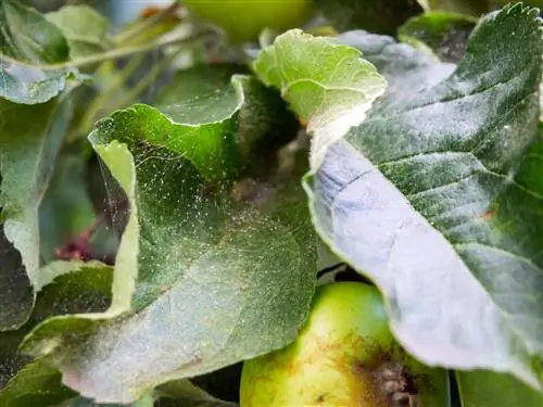 Myte op appelbome: herken, bekamp en voorkom hulle