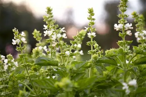 Bittere basilicum: wat is het en wat kun je doen?