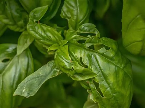 Punti neri mangiati dal basilico