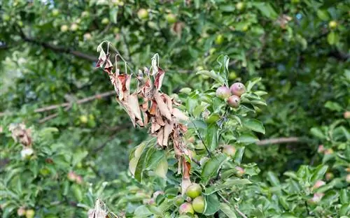 Apple tree dahon nakasabit: Sanhi at Solusyon