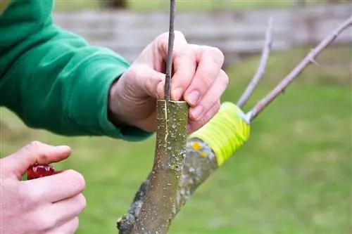 Het enten van een appelboom met een peer