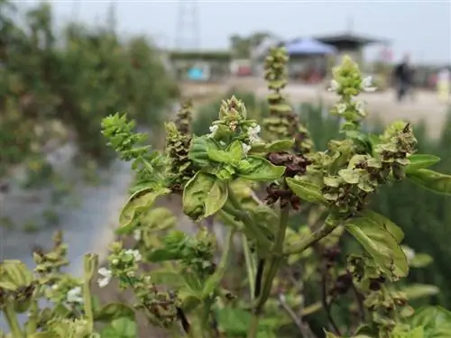 Lá húng quế cuộn tròn