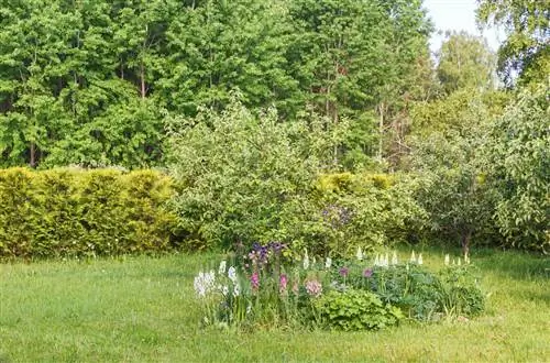 appelboom-volgende-thuja