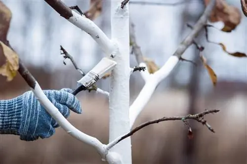 Reparatie van appelboomschors