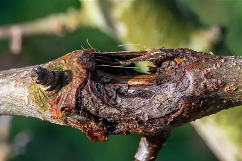 Grybelinis užkrėtimas ant obels kamieno: atpažinti, gydyti, užkirsti kelią