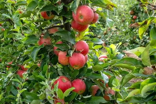 Quan dóna fruits una pomera?