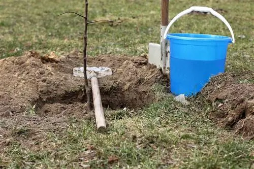 Obelis molingoje dirvoje: taip vyksta sodinimas