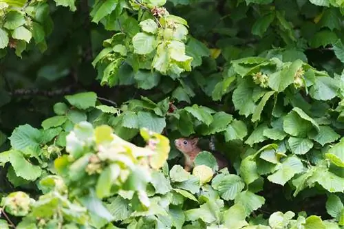 pokok epal atau belukar hazelnut